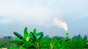 Banana plant