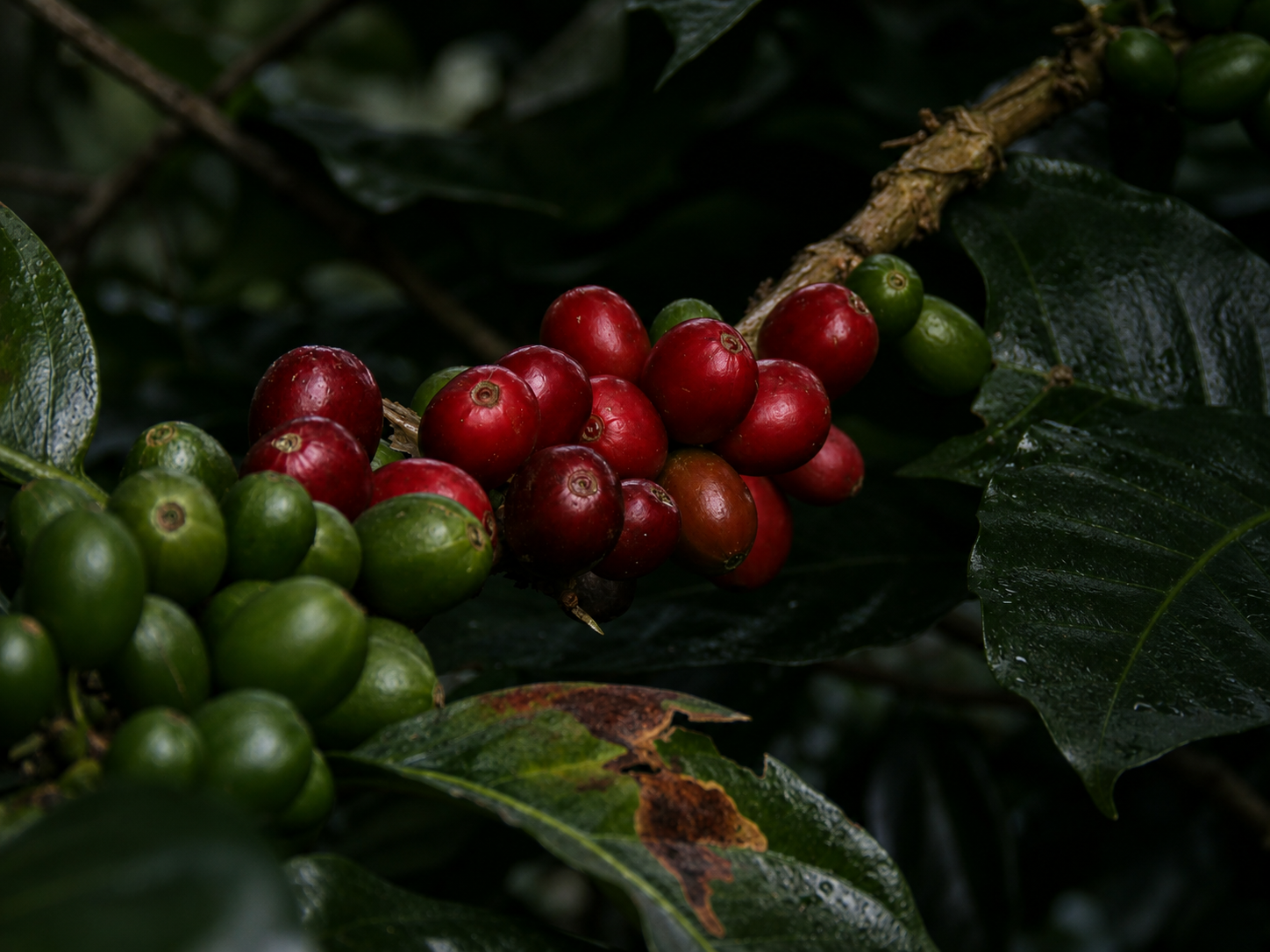 Coffee Beans