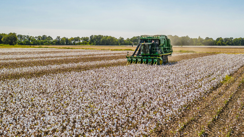 Cotton