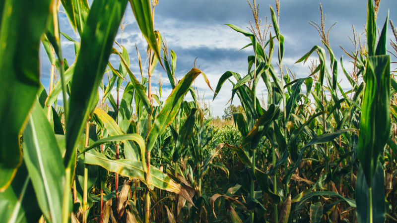 Maize