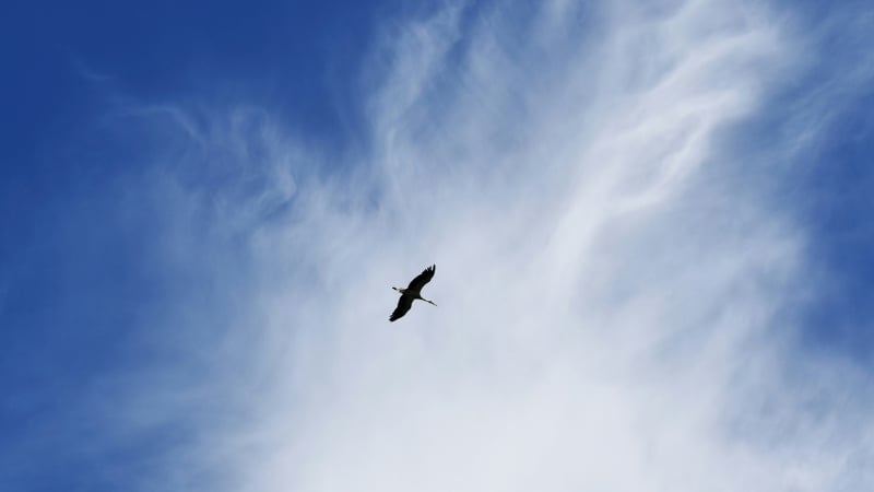 Natcap - Blog Images (800x450px) (1)