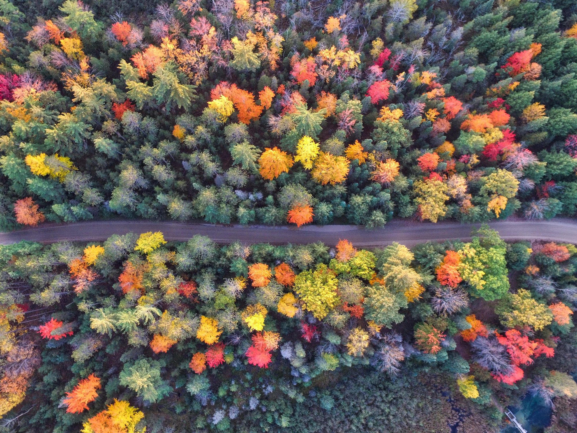 Colourful trees