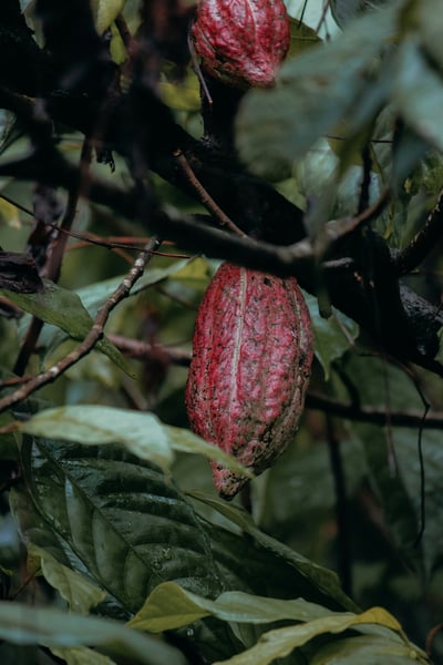 isuru-ranasinha-eTNL8rRFAI8-unsplash