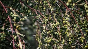 olive 450h