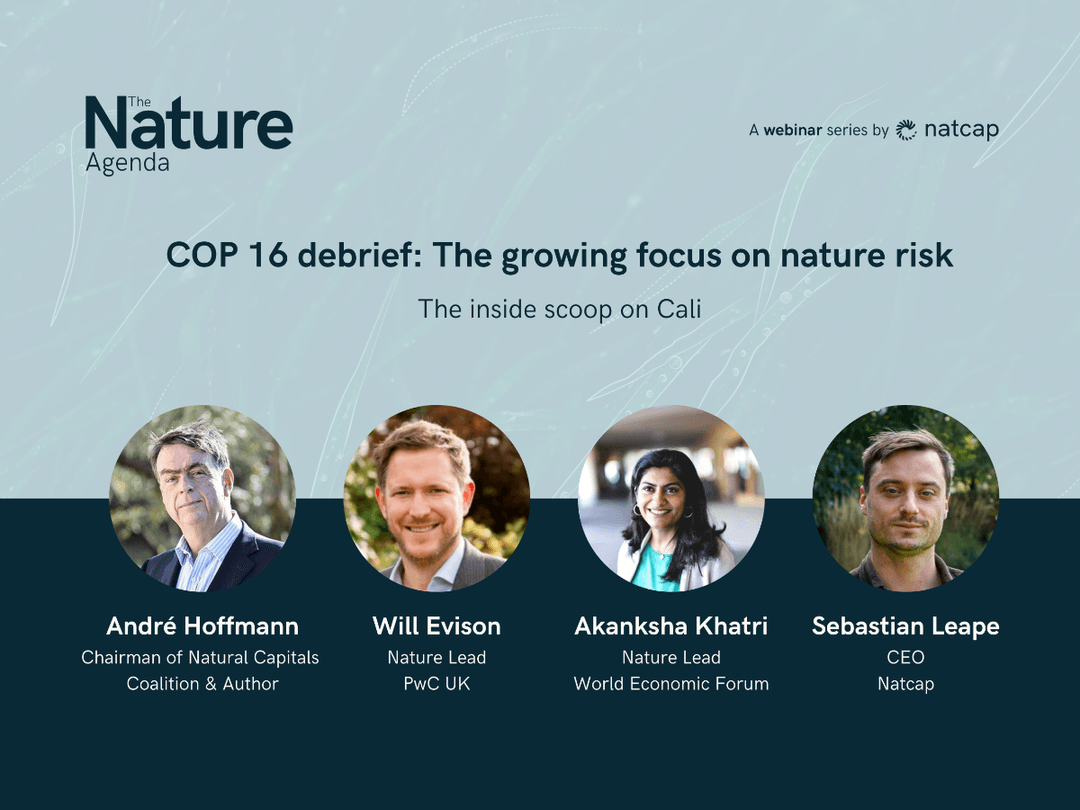 COP16 Debrief: The growing focus on nature risk