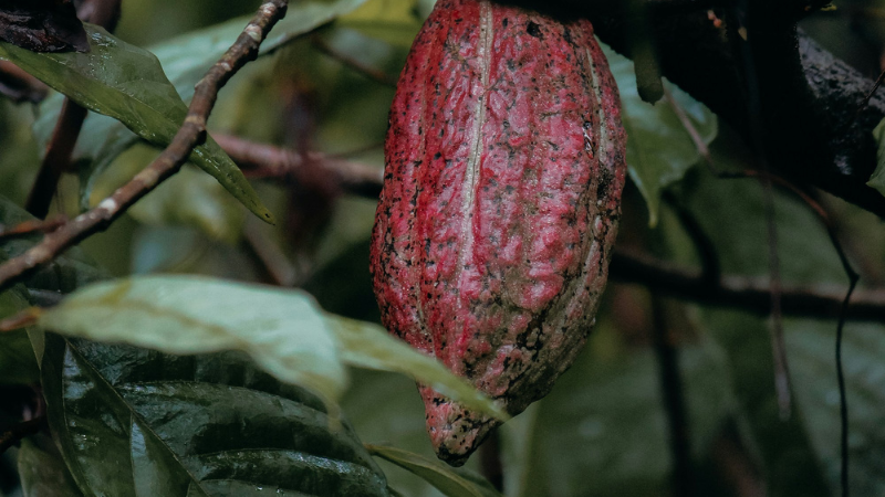 Key Commodity Nature Risks in the Food and Beverage Sector