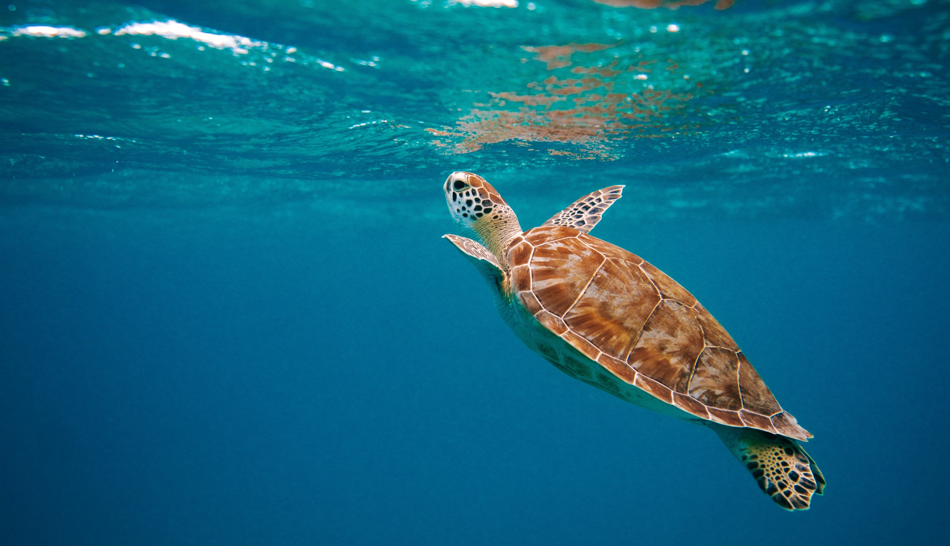 IPBES Report: Biodiversity Loss Is a Business Risk