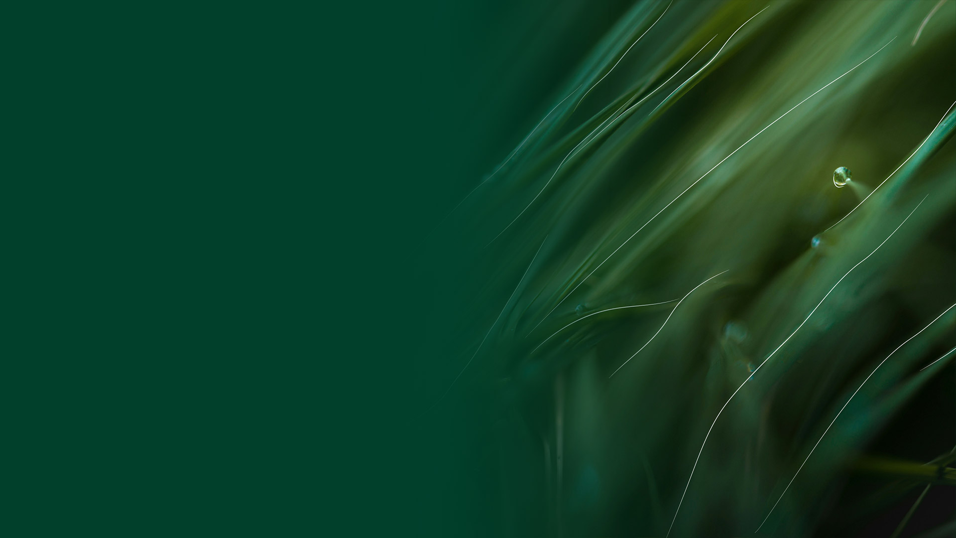 parallax image