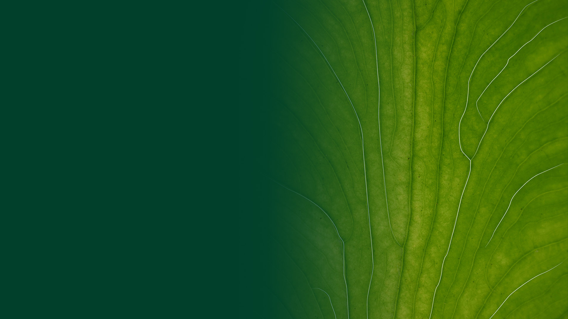parallax image