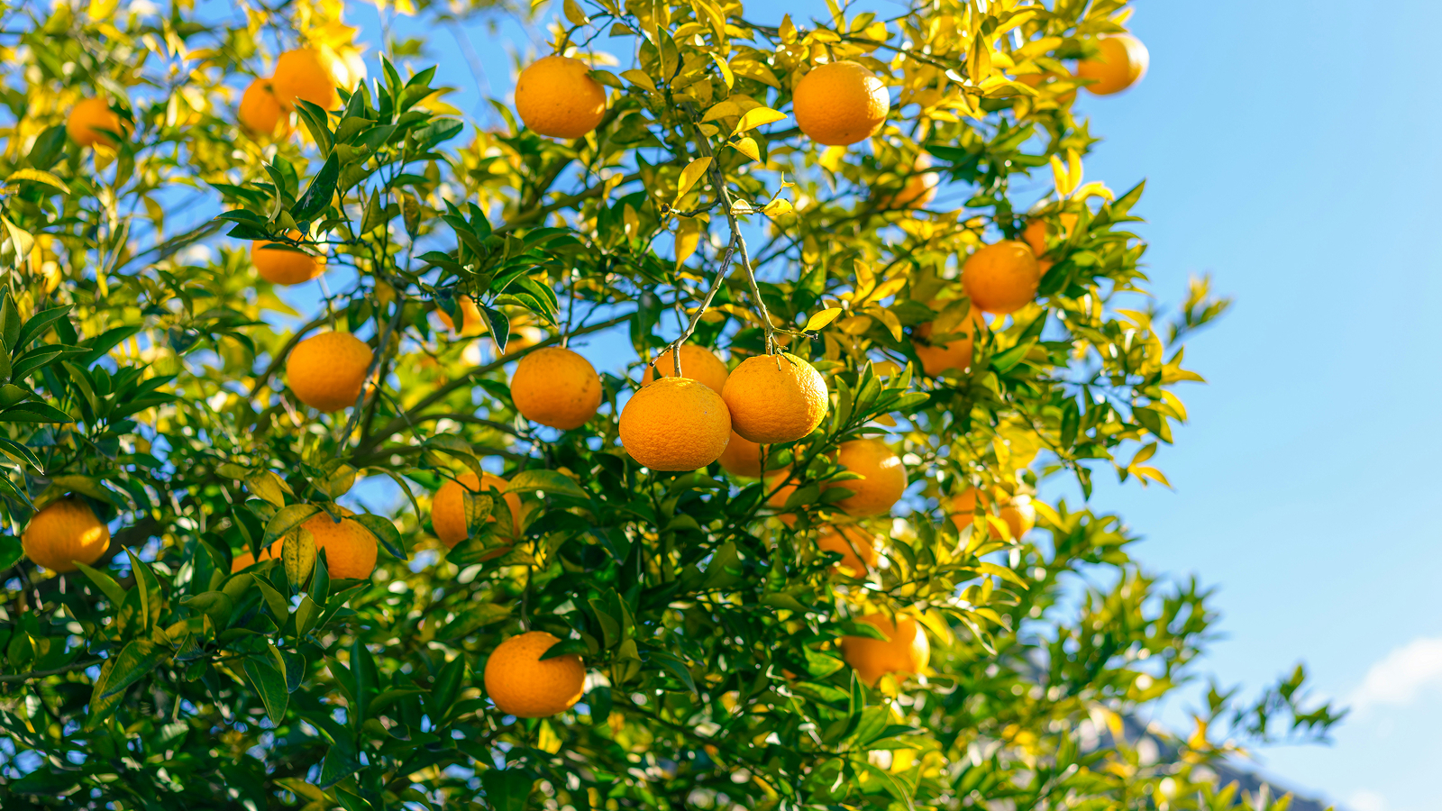 Orange Juice and the Price of Environmental Risk