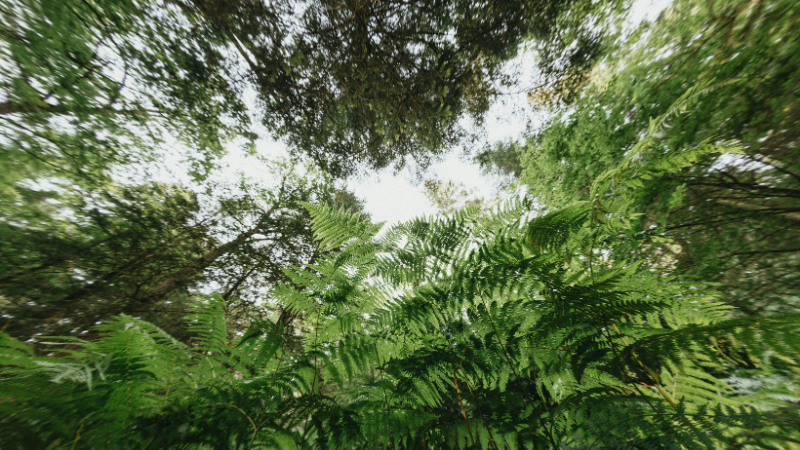 annie-spratt-4G_5cp7d6wk-unsplash_800x450