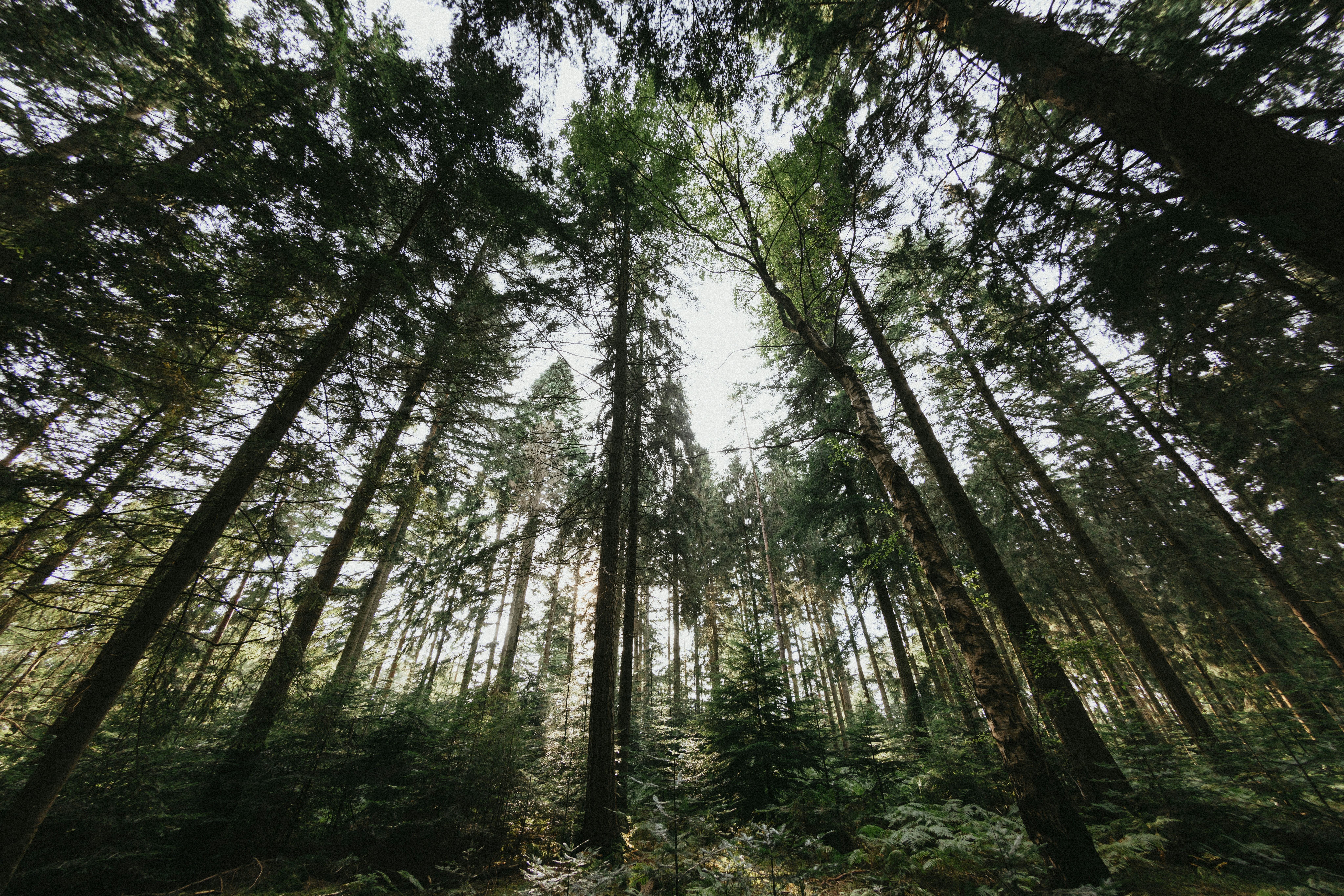 Natcap vs. ENCORE: How do they compare?