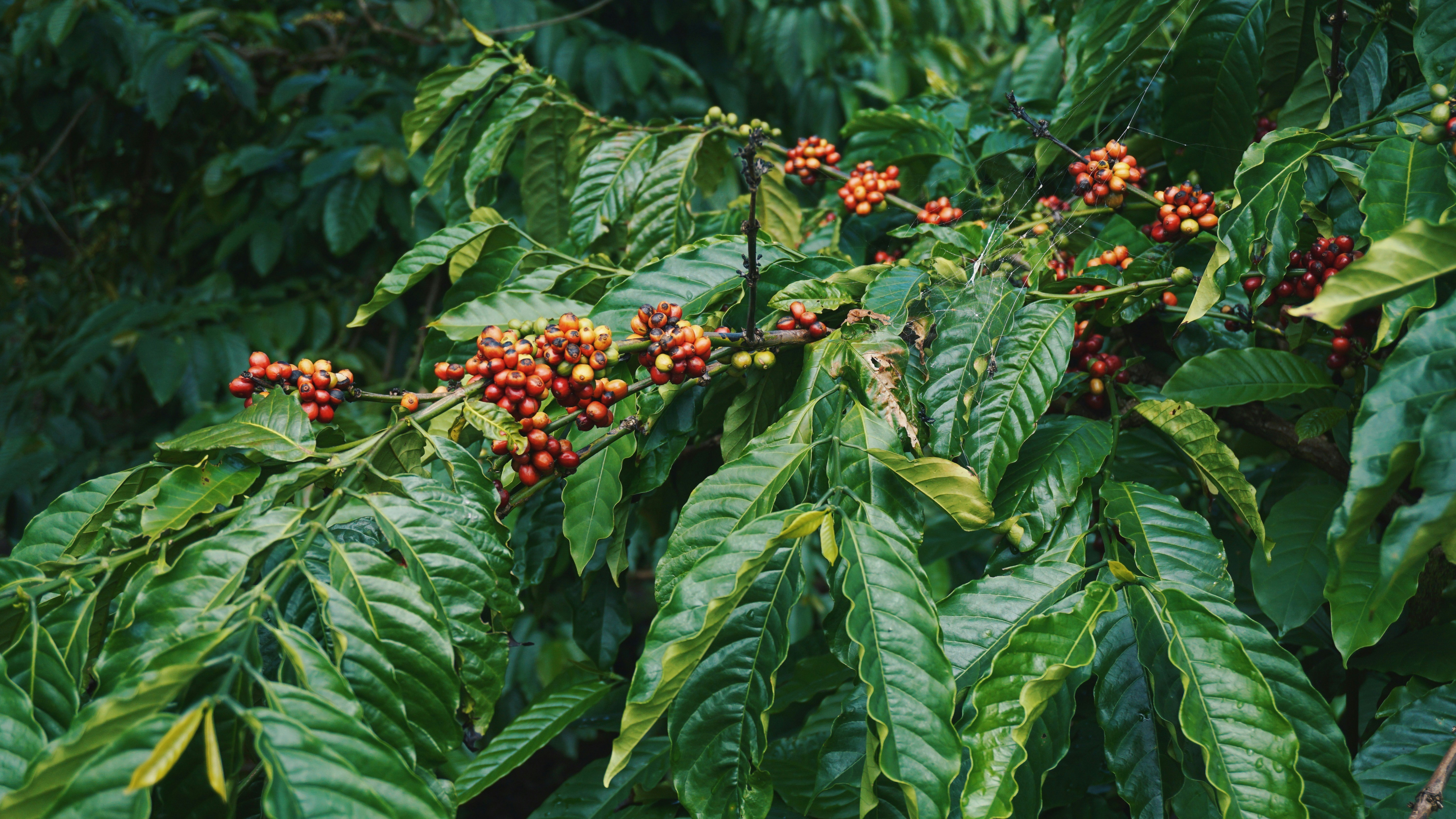 Could El Niño push coffee prices higher again, and what would that mean for businesses?