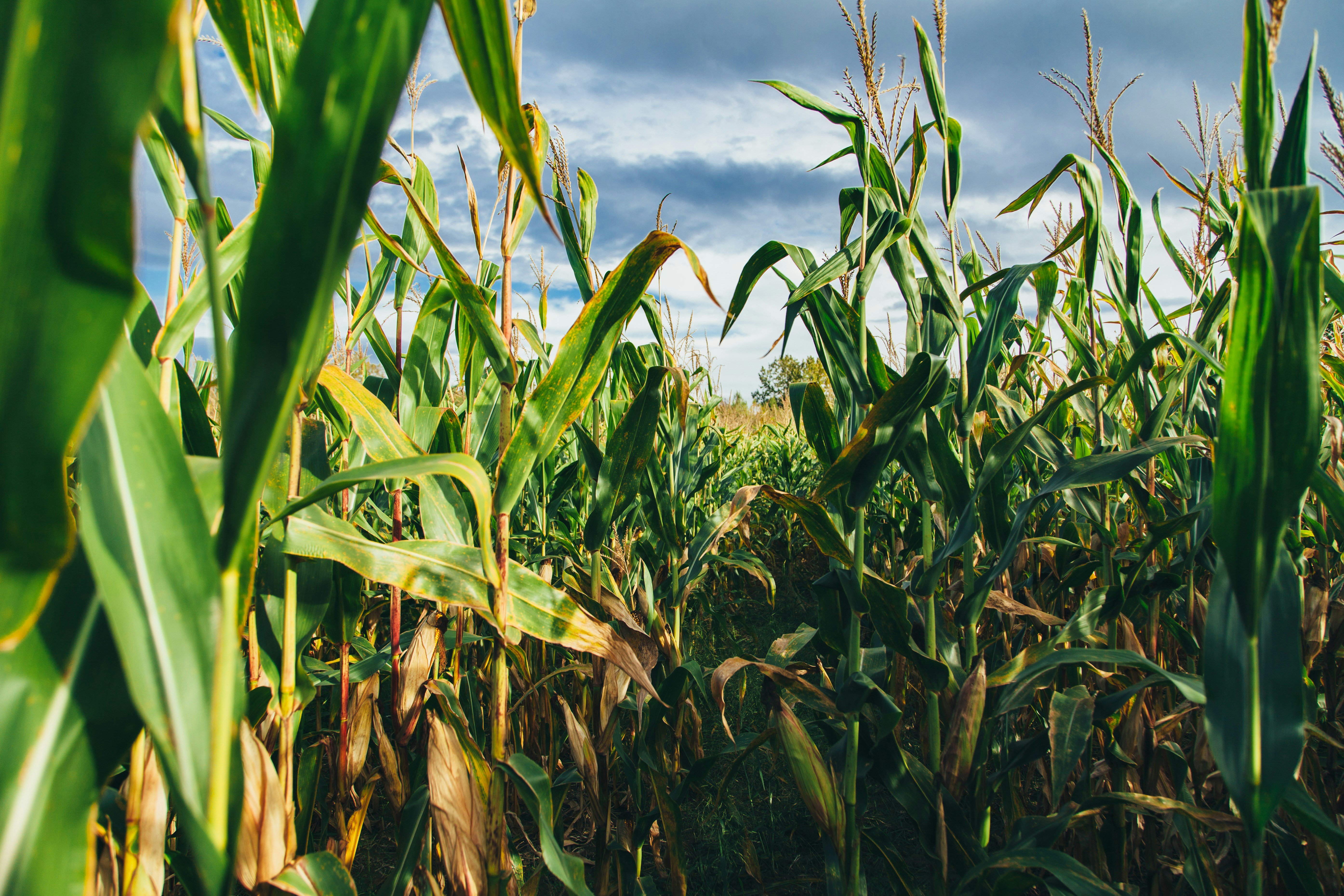 Beyond yield loss: what Europe’s hot, dry summer means for agricultural supply chains