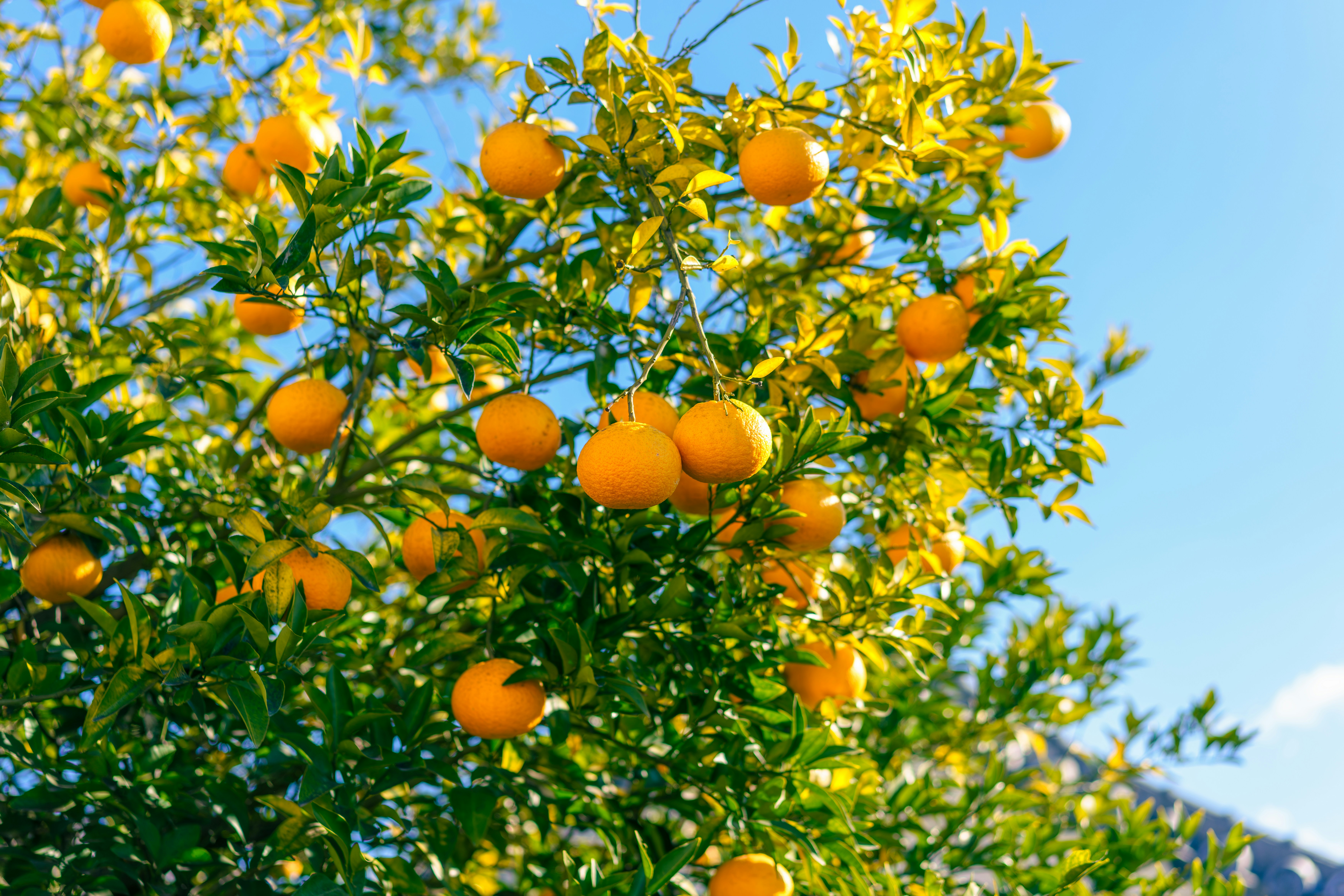 Orange Juice and the Price of Environmental Risk