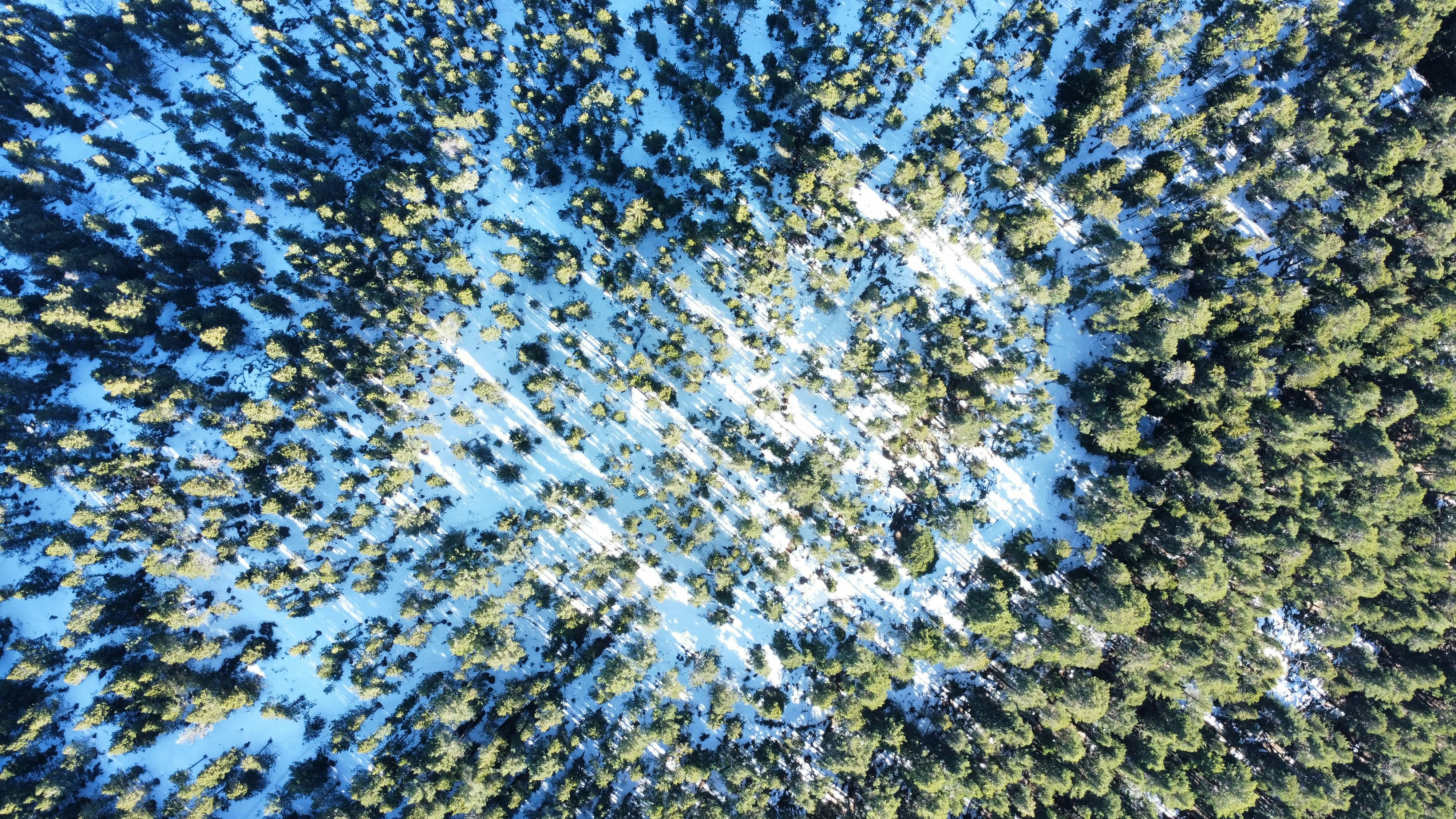 AI at Natcap: How Natcap Leverages AI to Deliver the Best in Nature Intelligence