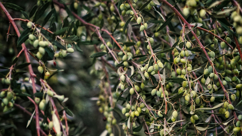 Why Food & Beverage Companies Must Make the Case for Nature