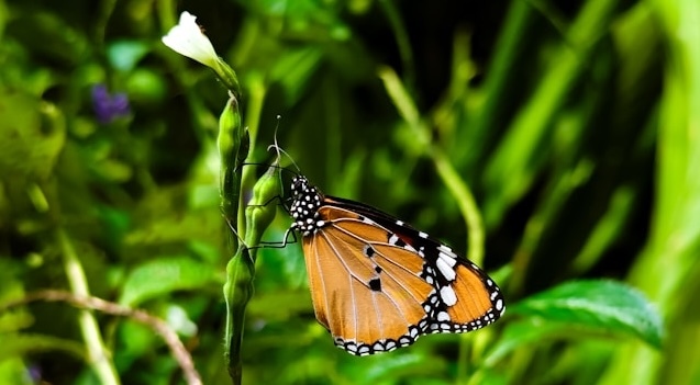 Nature Risk Tools: From Screening to Decision-Ready Insights